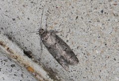 Palimmeces hemiphanes