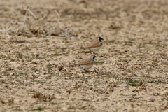 Eremophila bilopha