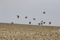 Pterocles coronatus