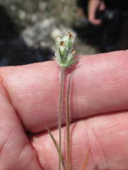 Plantago helleri