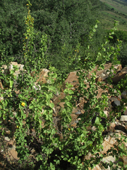 Hibiscus subreniformis image