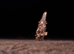 Lepidoptera