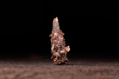 Lepidoptera
