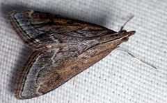 Pyrausta napaealis
