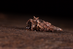 Lepidoptera