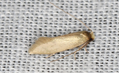 Edosa ochracea