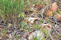 Adromischus sphenophyllus