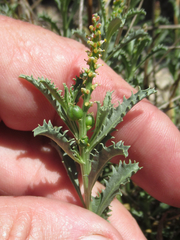 Stillingia treculiana