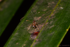 Pheidole