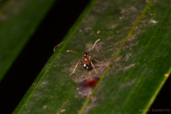 Pheidole