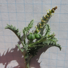 Stillingia treculiana