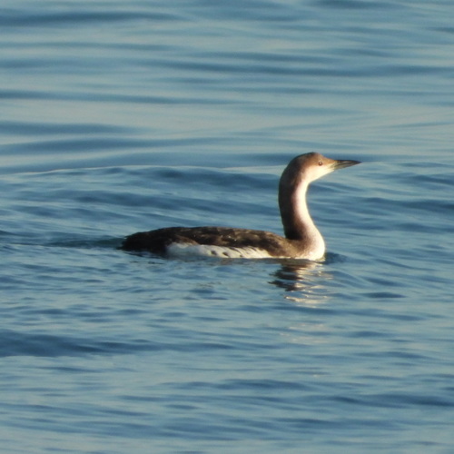 Colimbo ártico (Gavia arctica)