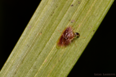 Pheidole