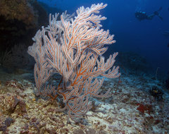 Subergorgia suberosa