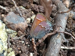 Callophrys muiri