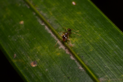 Pheidole