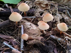 Marasmius cohaerens