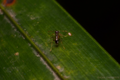 Pheidole