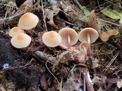 Marasmius cohaerens