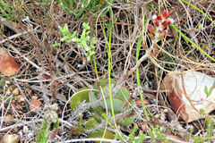 Adromischus sphenophyllus