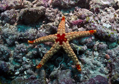 Fromia nodosa