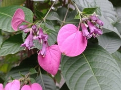 Pogonopus exsertus