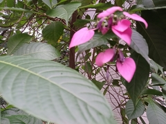 Pogonopus exsertus