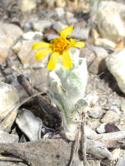 Thymophylla micropoides