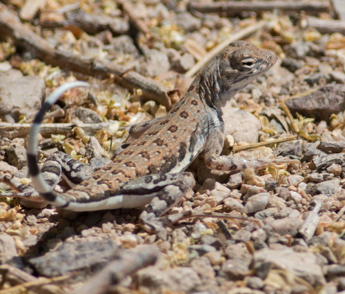 Zebra-tailed Lizard