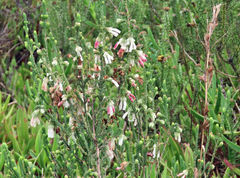 Erica pectinifolia