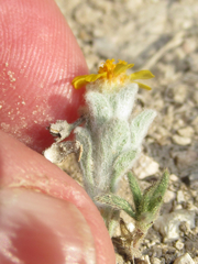 Thymophylla micropoides