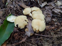 Lyophyllum multiforme