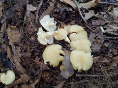 Lyophyllum multiforme