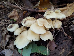 Lyophyllum multiforme