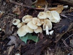 Lyophyllum multiforme