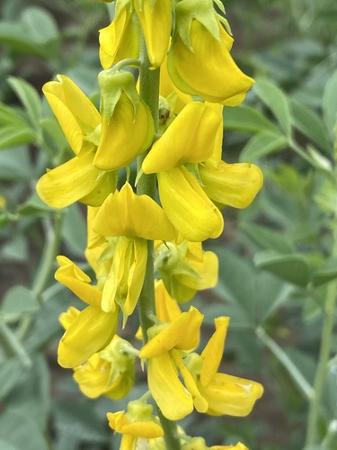 Crotalaria saltiana image