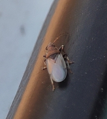 Oxycarenidae