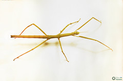 Medauroidea extradentata