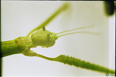 Medauroidea extradentata