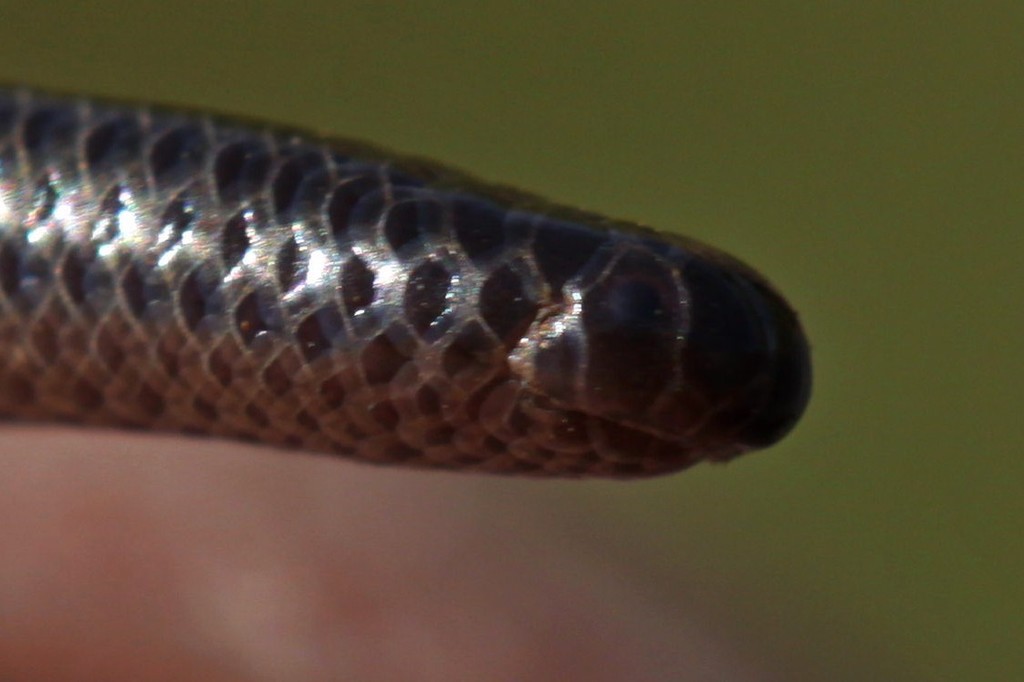 Leptotyphlops