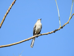 Mimus polyglottos image