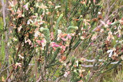 Erica pectinifolia