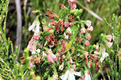 Erica pectinifolia