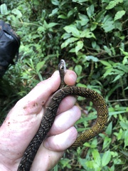 Dendrophidion dendrophis