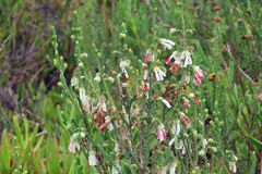 Erica pectinifolia