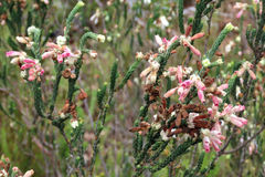 Erica pectinifolia