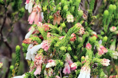 Erica pectinifolia