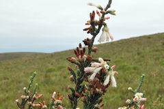 Erica pectinifolia