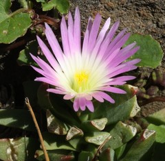 Delosperma carolinense