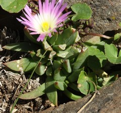 Delosperma carolinense